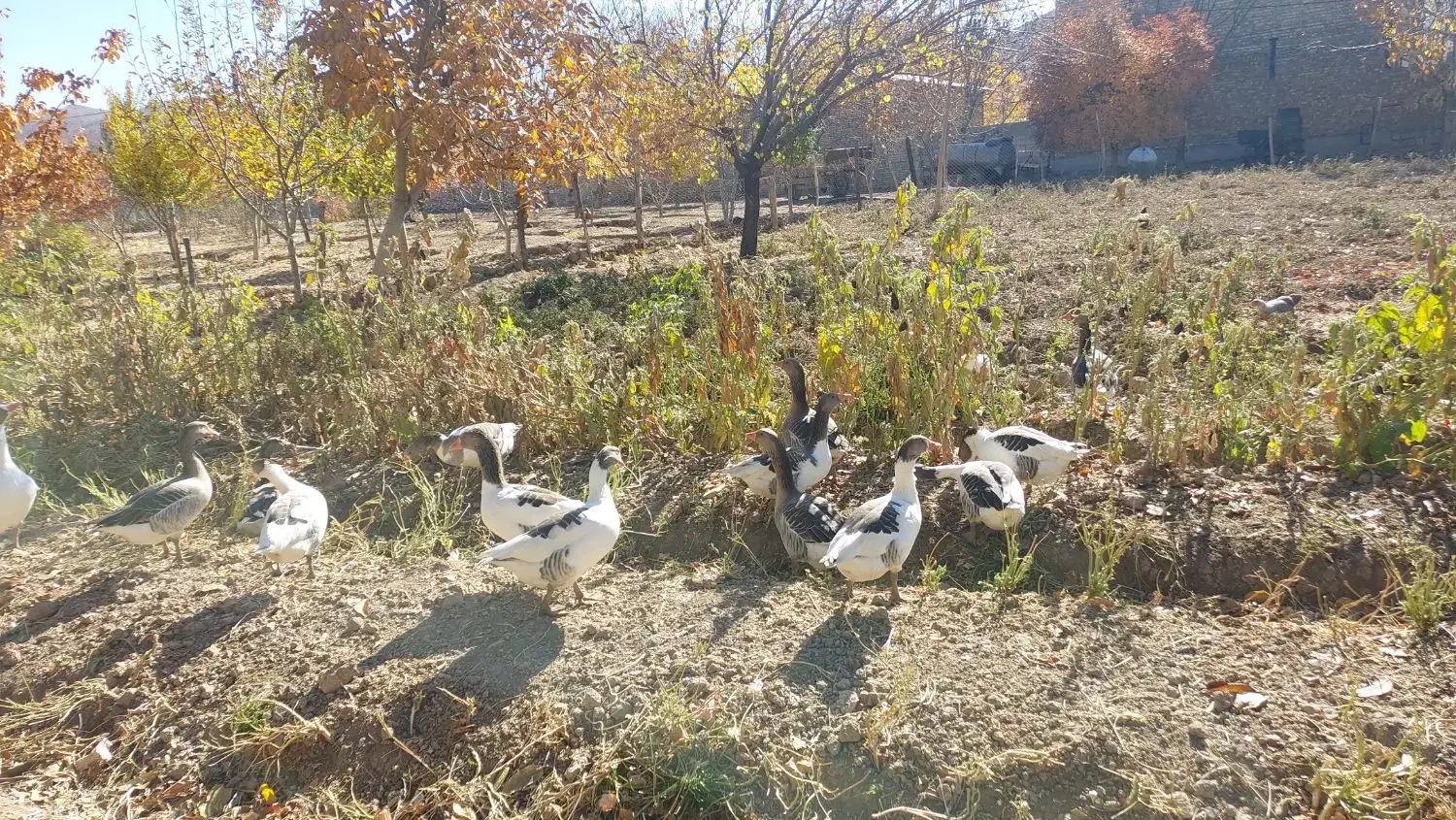 قیمت یک میلیون|حیوانات مزرعه|بیرانوند, |دیوار