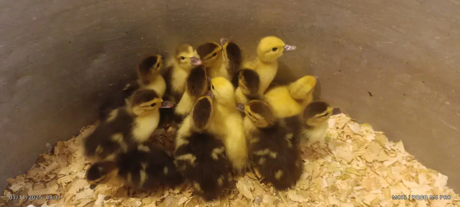 جوجه اردک اسرائیلی|حیوانات مزرعه|اسالم, |دیوار