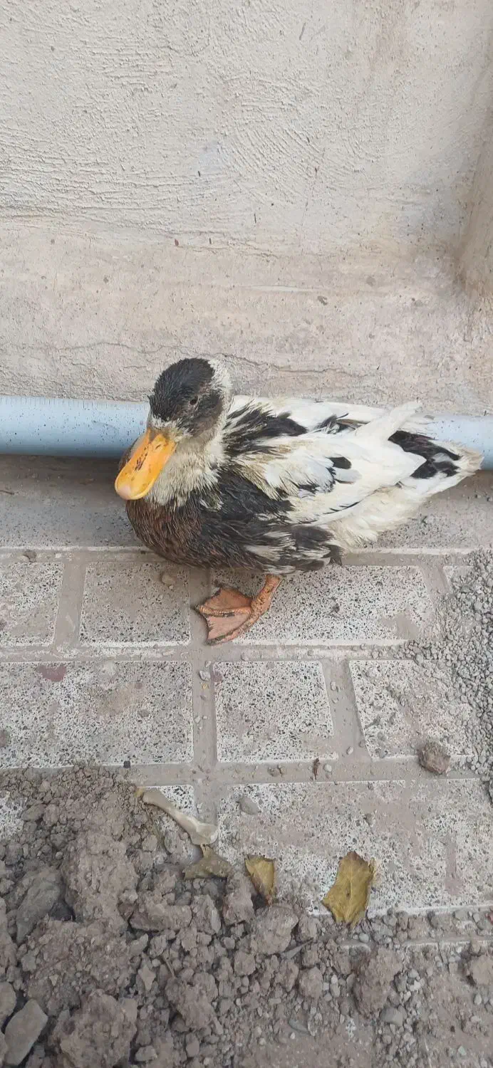 اردک بالغ ۱۰ ماهه|حیوانات مزرعه|تهران, آهنگران (سراسیاب دولاب)|دیوار