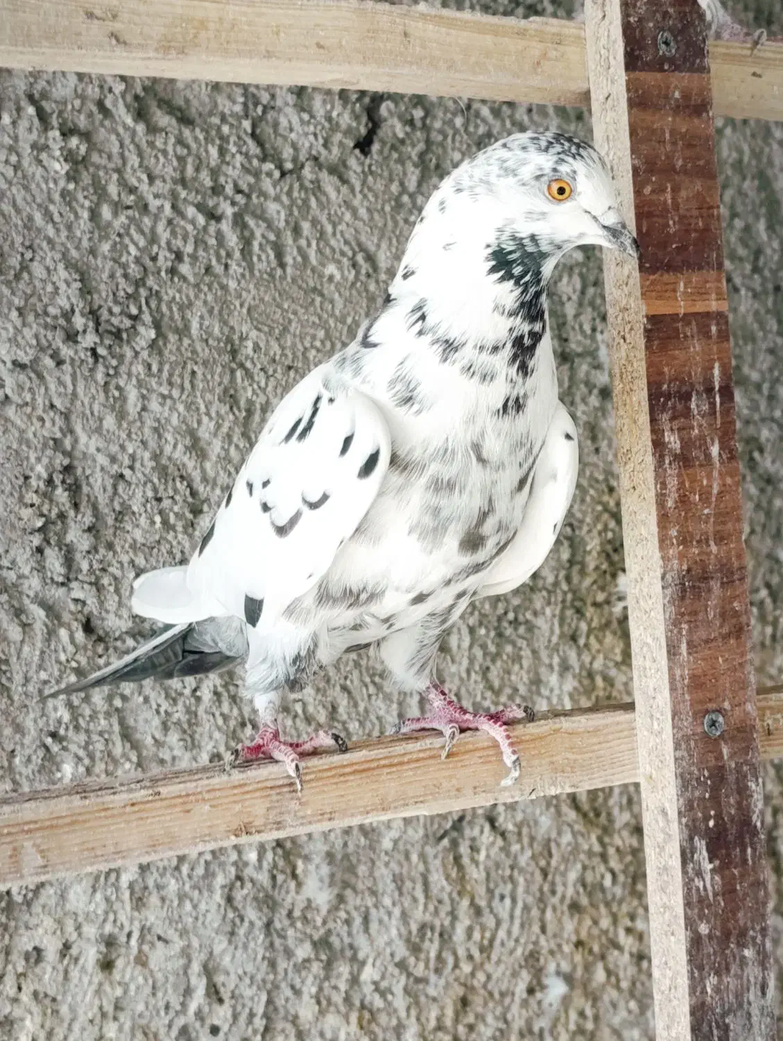 کبوتر پرشی|پرنده|سمنان, |دیوار