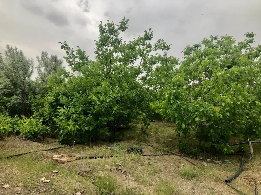 کارگر باغ اتباع|استخدام سرایداری و نظافت|سلفچگان, |دیوار