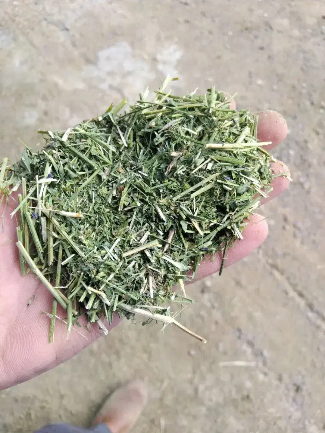 یونجه تمیز|لوازم جانبی حیوانات|قم, چهار مردان|دیوار