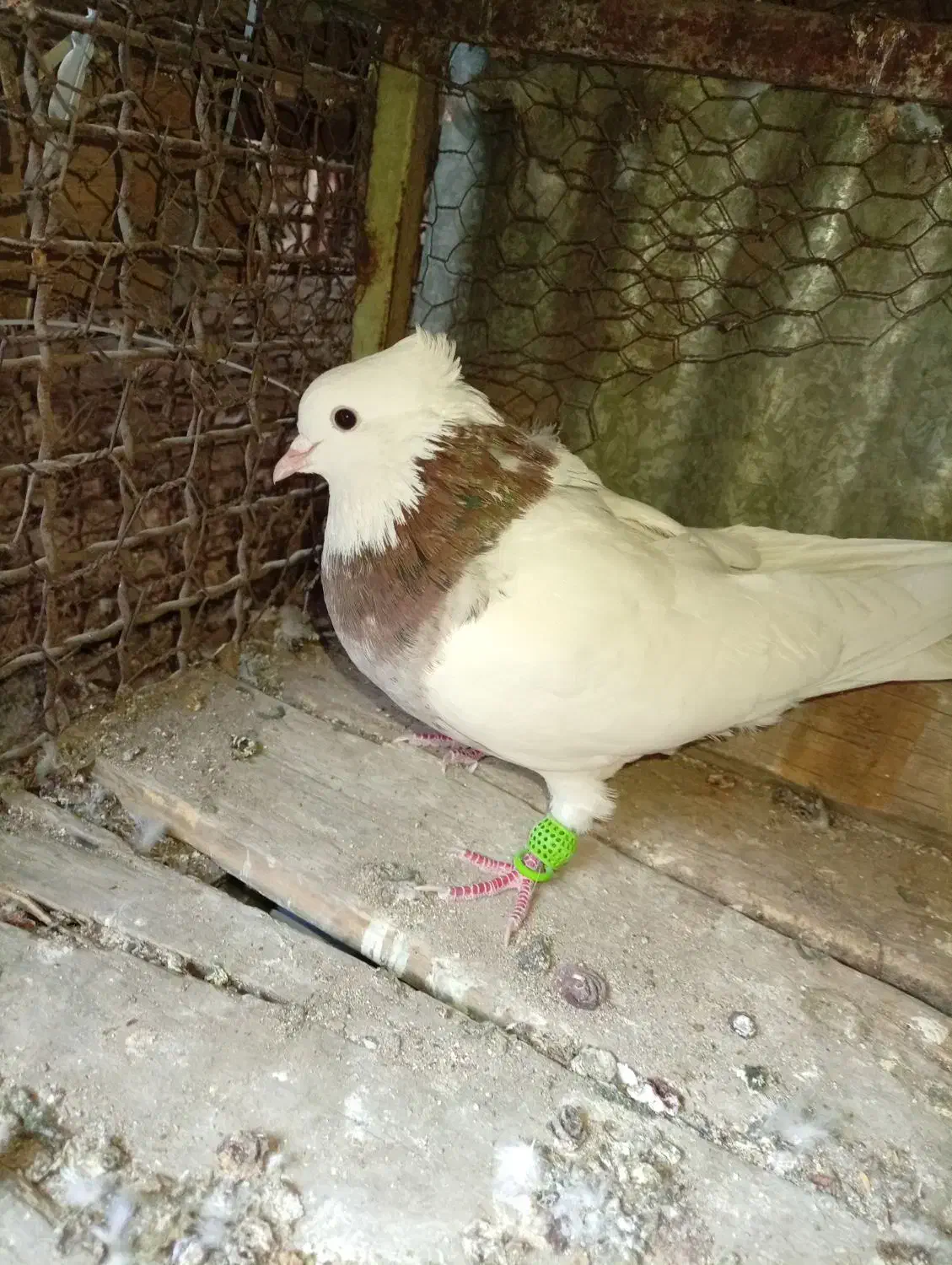 طوقی|پرنده|خرمشهر, |دیوار