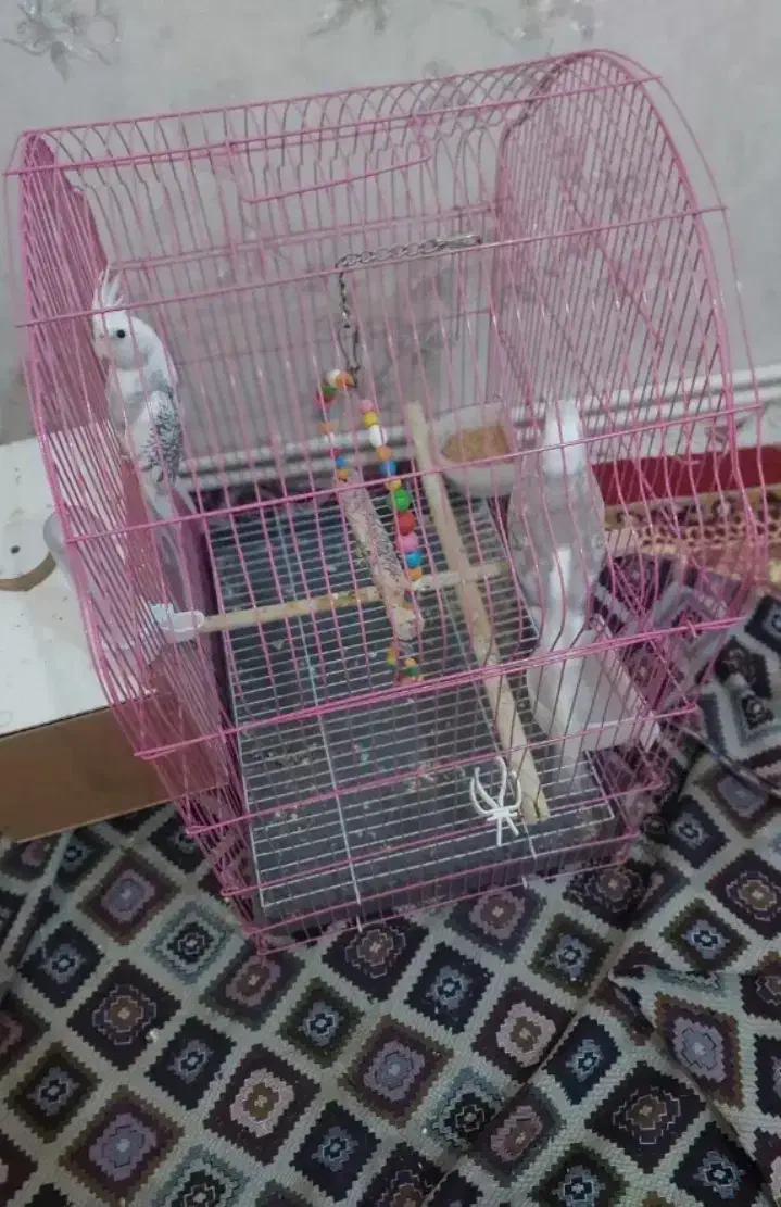 عروس هلندی وکوتوله برزیلی هشترود|پرنده|هشترود, |دیوار