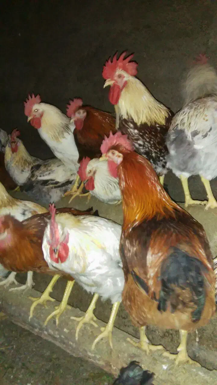 خروس محلی|حیوانات مزرعه|خاتم, |دیوار