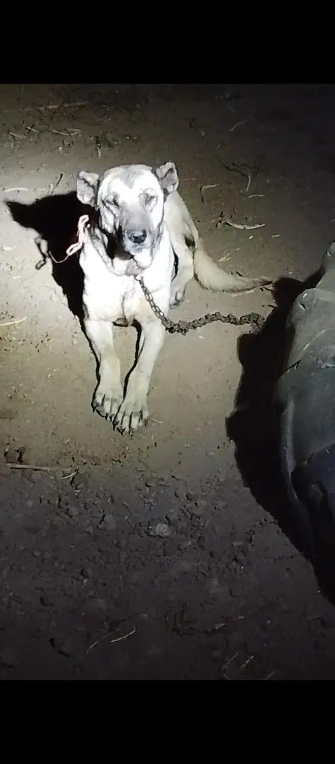 ماده سگ سرابی|سگ|پارس‌آباد, |دیوار