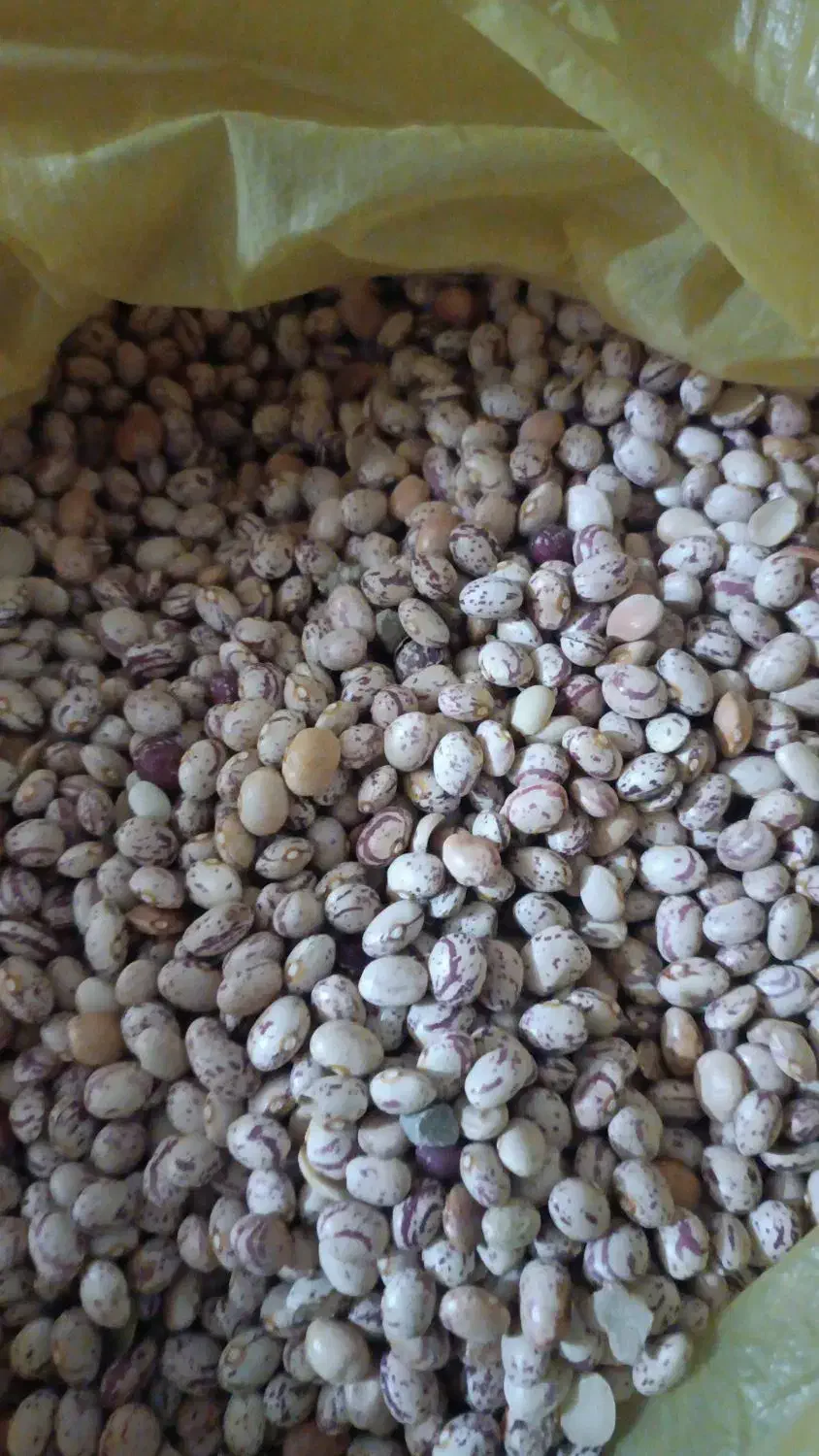 لوبیا چیتی|خوردنی و آشامیدنی|سده (فارس), |دیوار