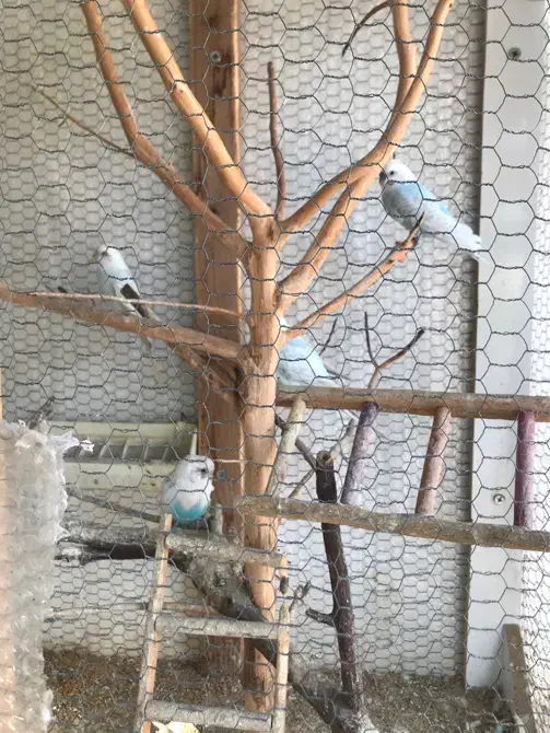 مرغ عشق|پرنده|ساری, |دیوار