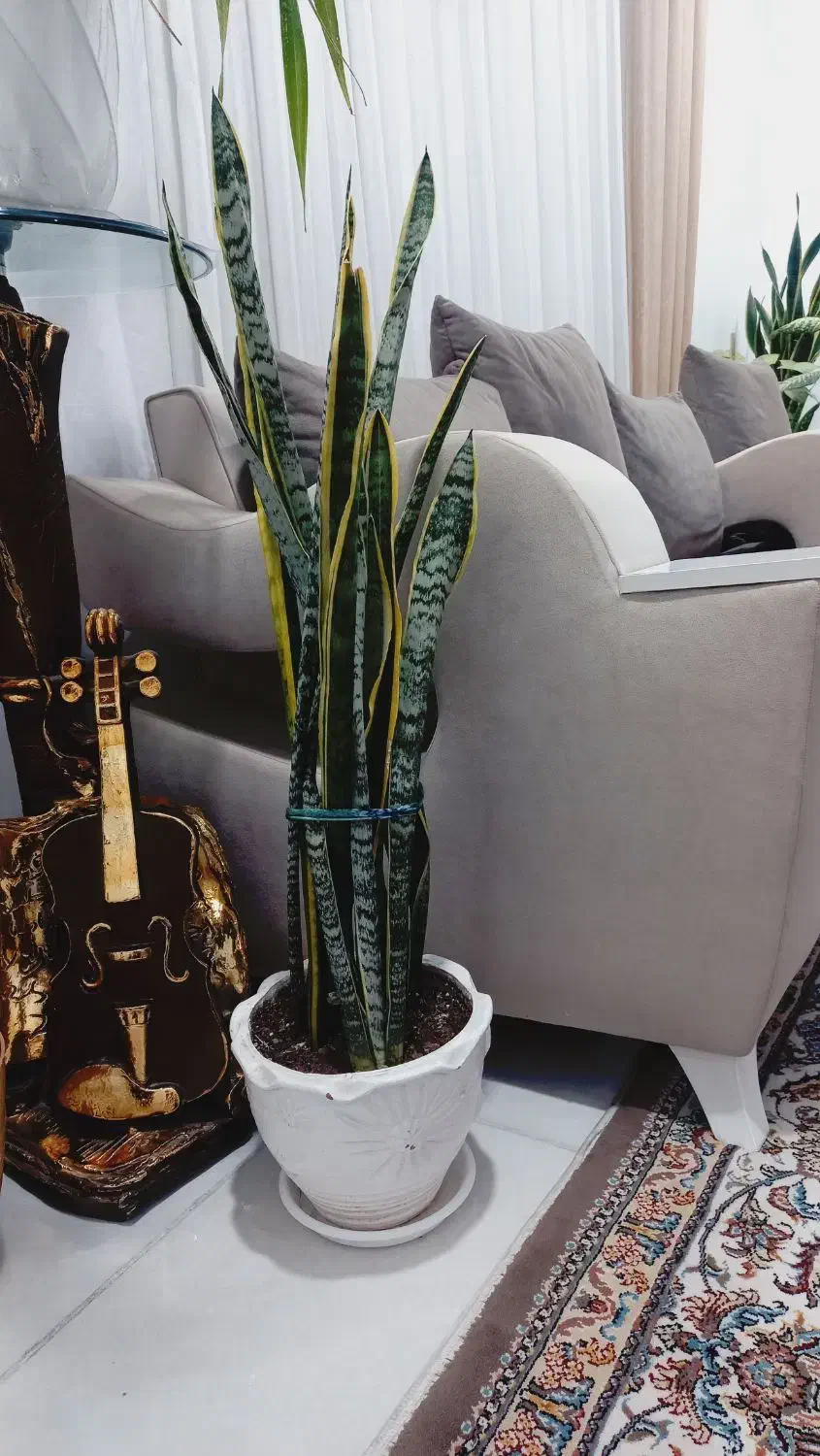 گل سانسوریا لبه طلایی|گل و گیاه طبیعی|ایلام, |دیوار