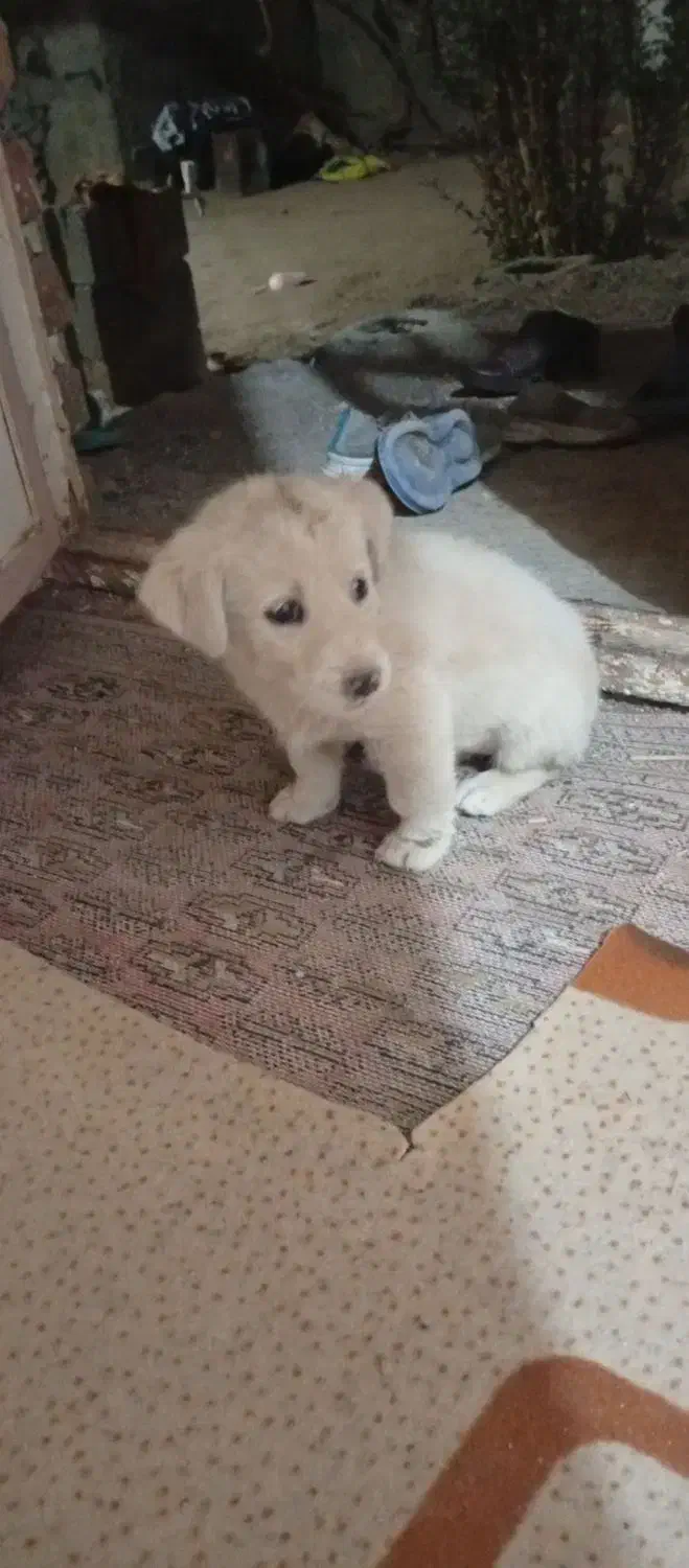 سگ ماده باهوش|سگ|فردوس (خراسان), |دیوار