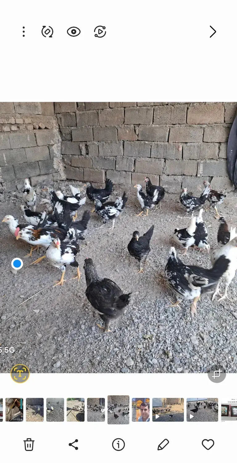 مرغ وخروس گلین لری|حیوانات مزرعه|جغتای, |دیوار