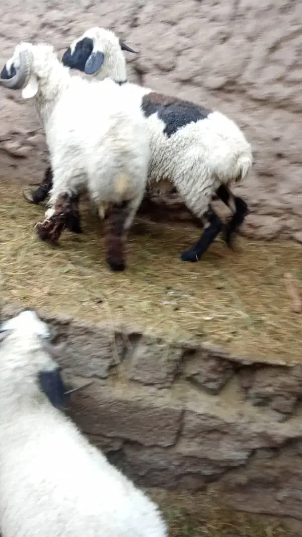 سه میش نری خورده اند و یک میش و بره ب فروش میرسد|حیوانات مزرعه|فهرج, |دیوار