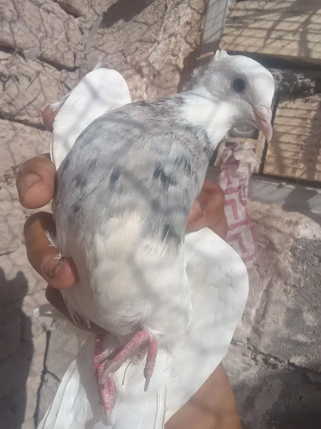 طوقی|پرنده|بم, |دیوار