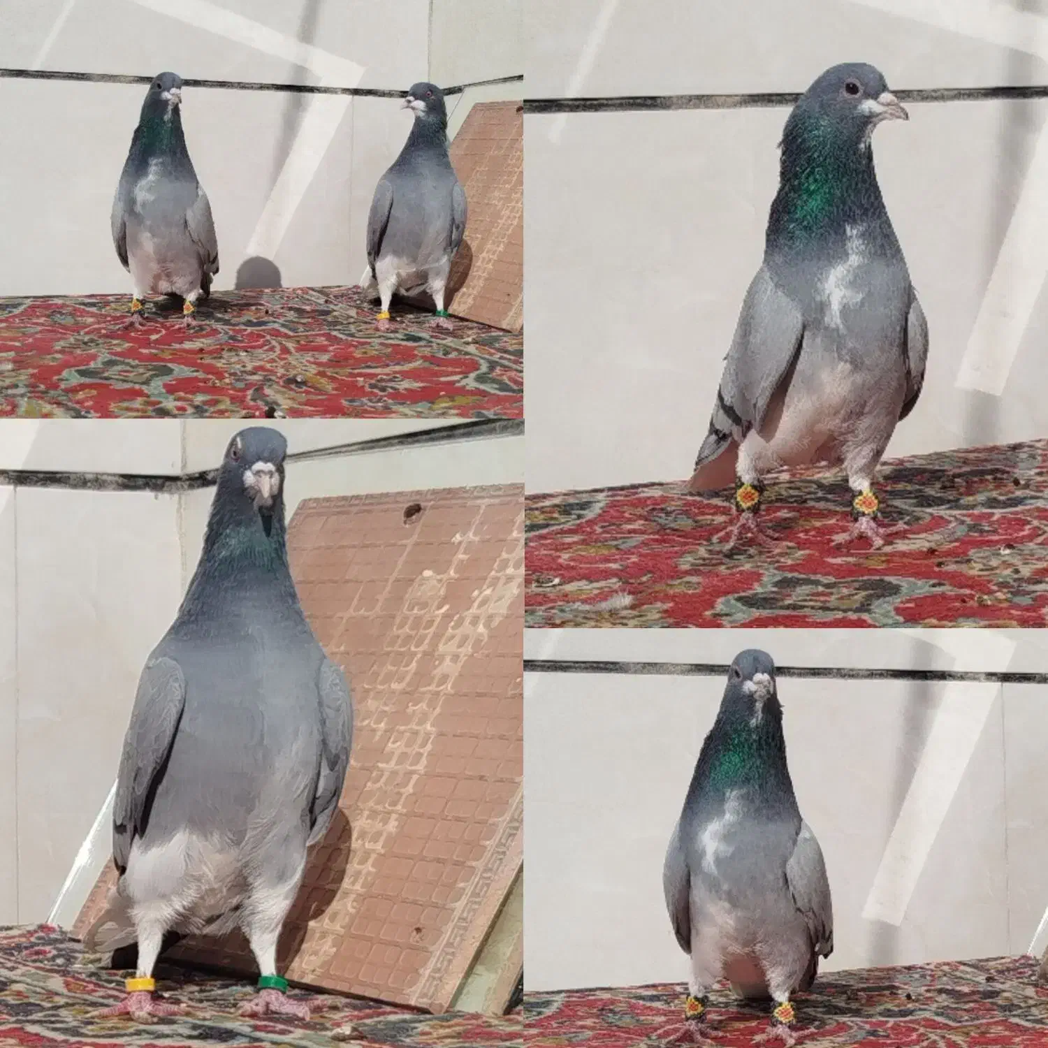 دو جفت دمگیر خرقه و دو عدد مفلق|پرنده|برخوار, |دیوار