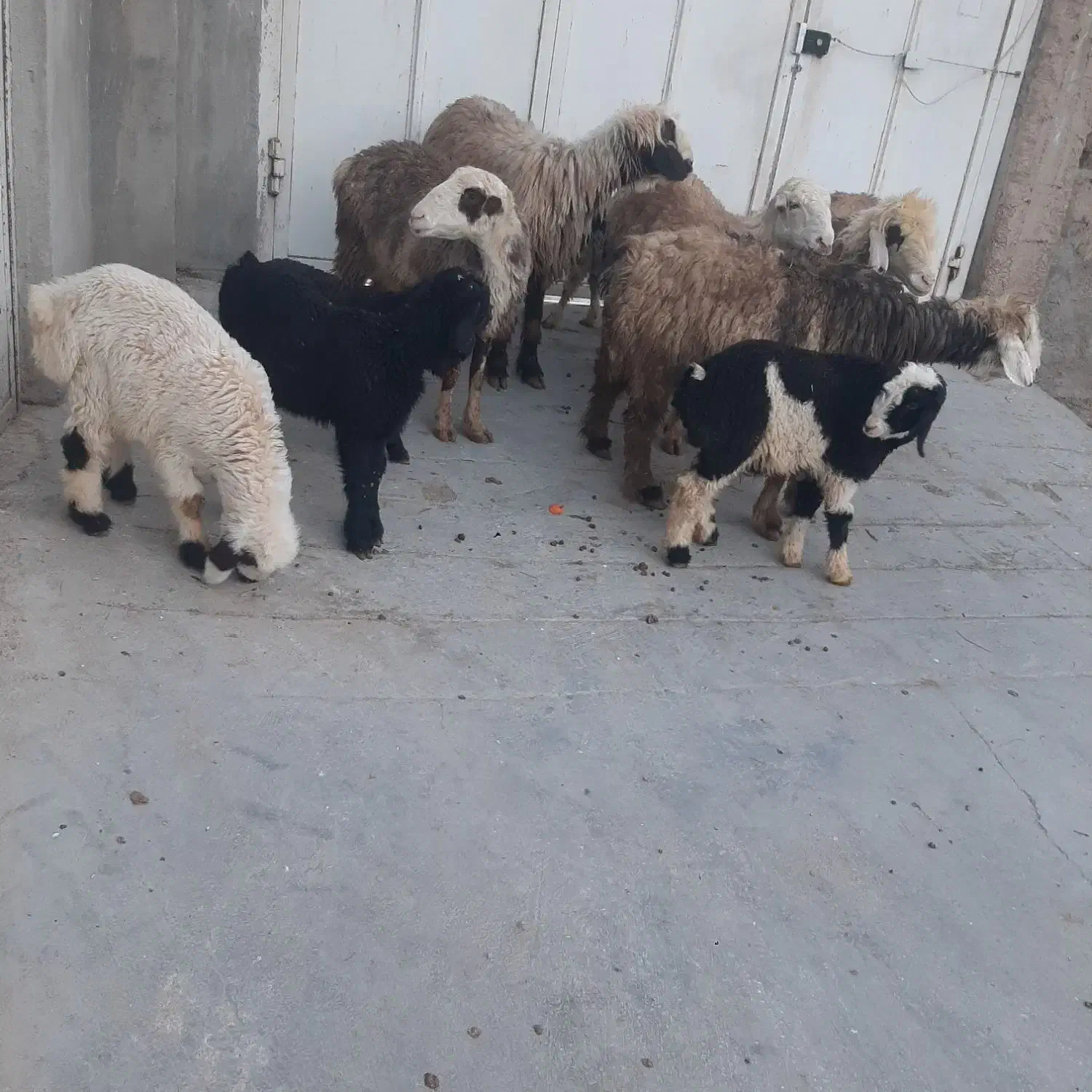 میش بره|حیوانات مزرعه|مرودشت, رامجرد یک|دیوار