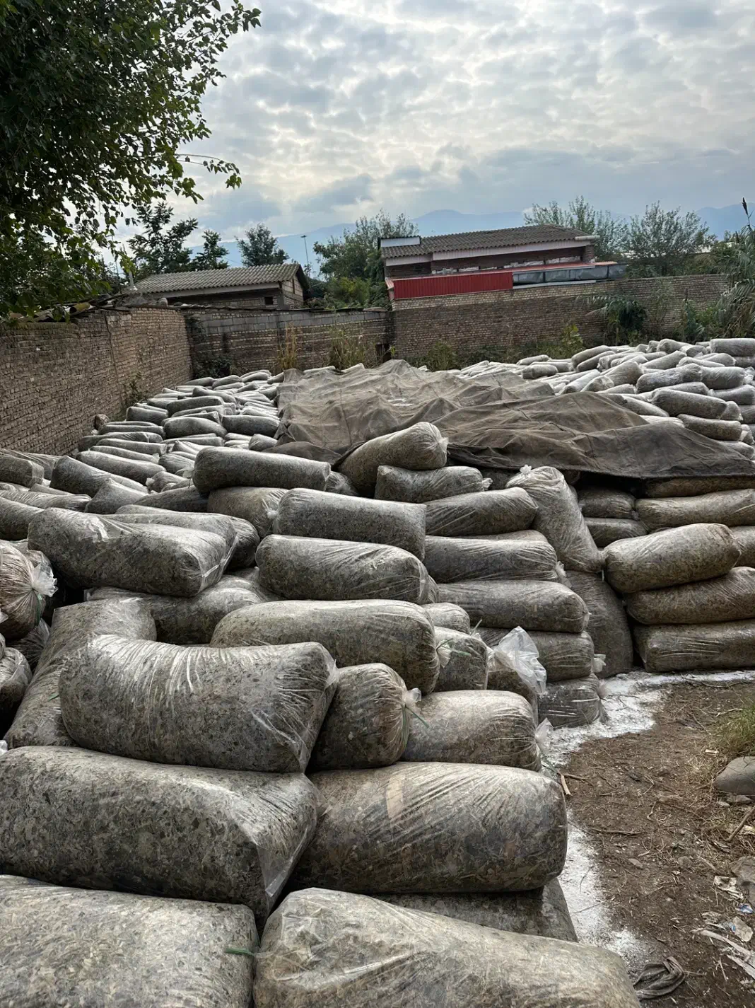 خوراک دام ذرت علوف ای گاو گوسفند|عمدهفروشی|مزرعه کتول, |دیوار