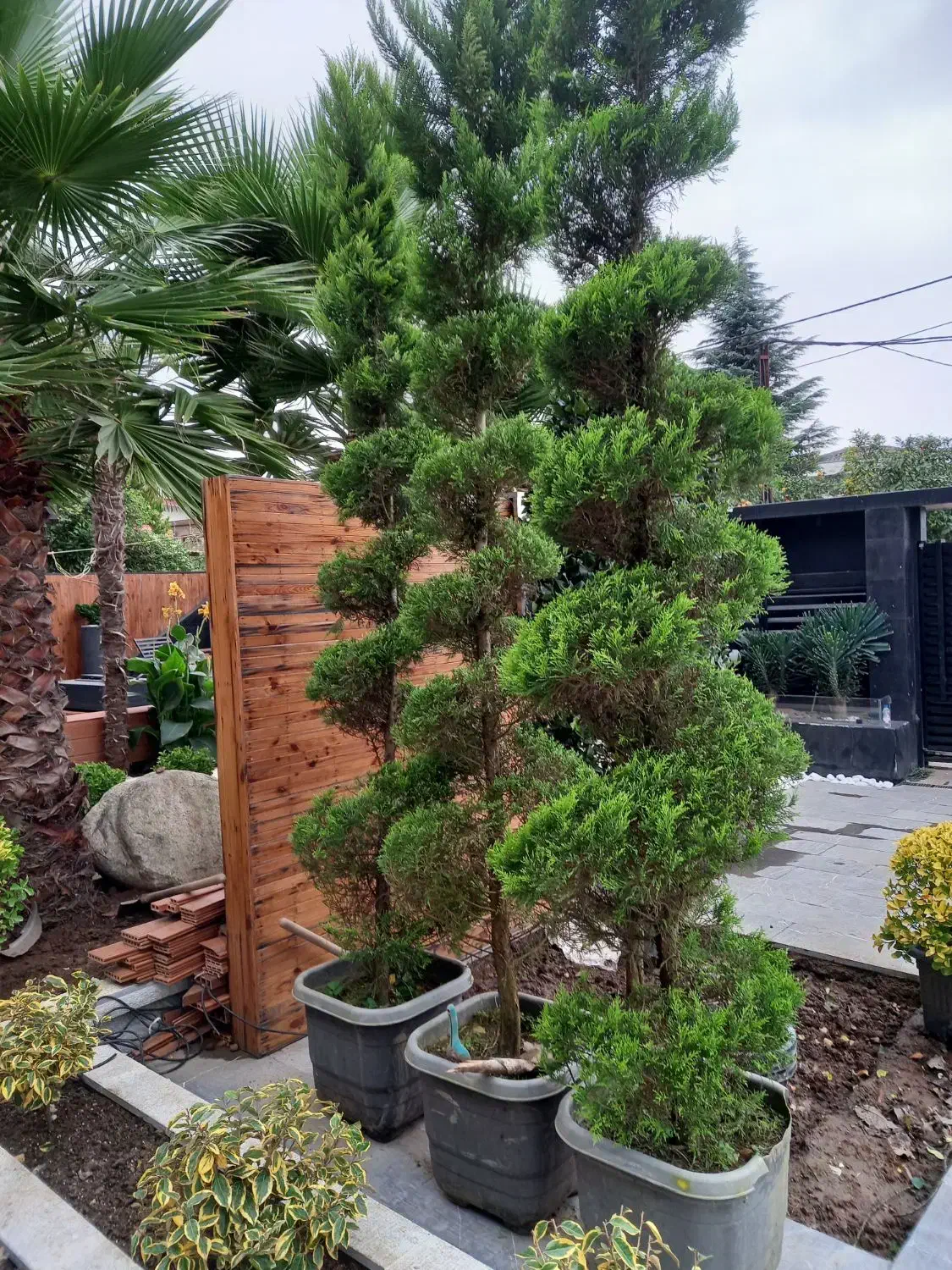 لاوسون پیچ سه عدد پر سه متر قدشون|گل و گیاه طبیعی|نشتارود, |دیوار