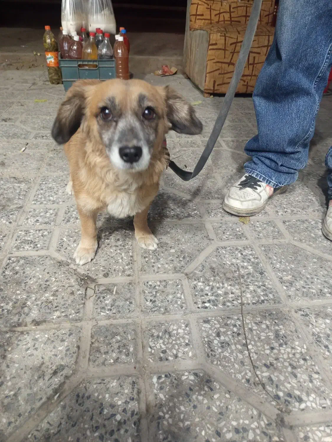 گم شده ...پیدا شده پیش منه|سگ|همدان, |دیوار