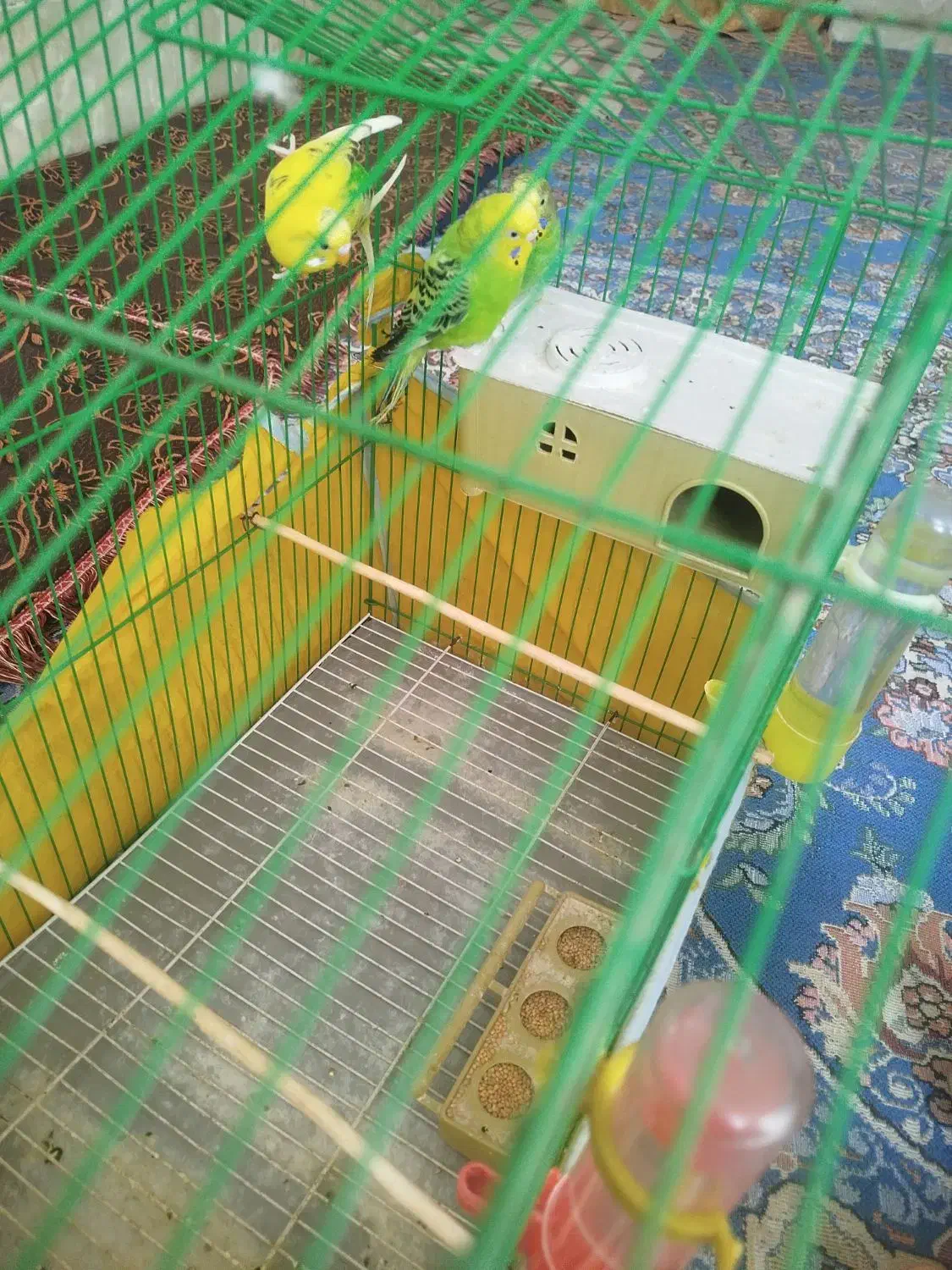 مرغ|پرنده|ریگان, |دیوار