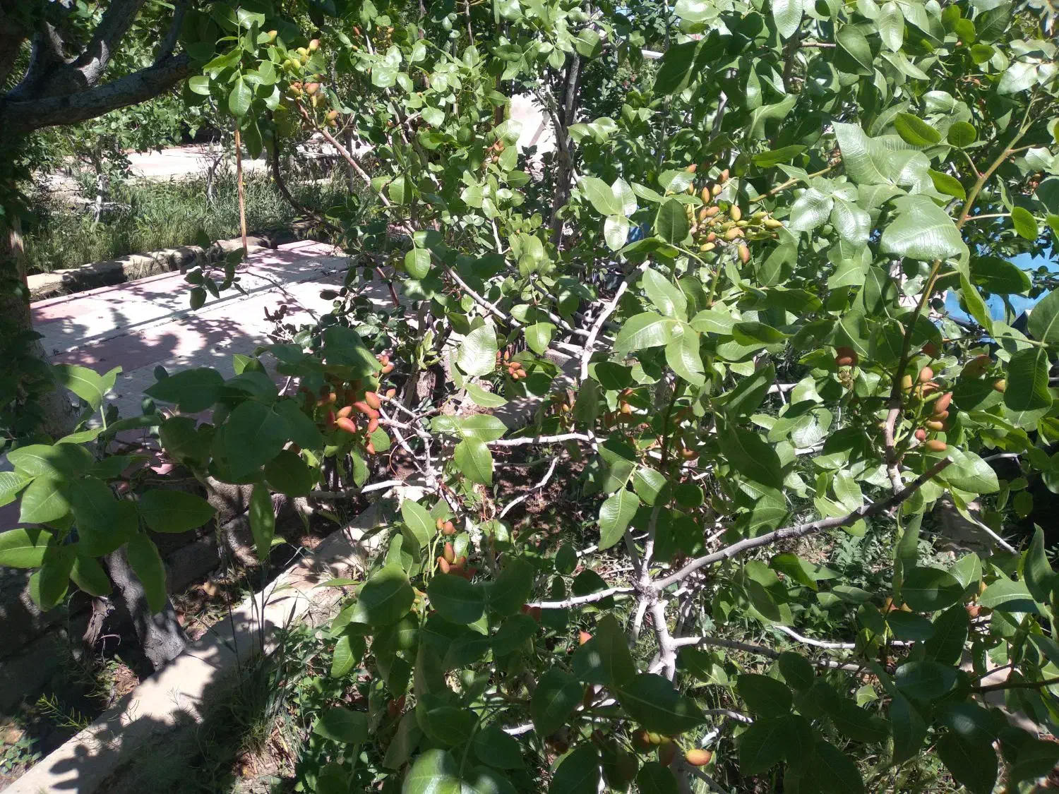 ویلا باغ در باغمعروف|فروش خانه و ویلا|تبریز, |دیوار