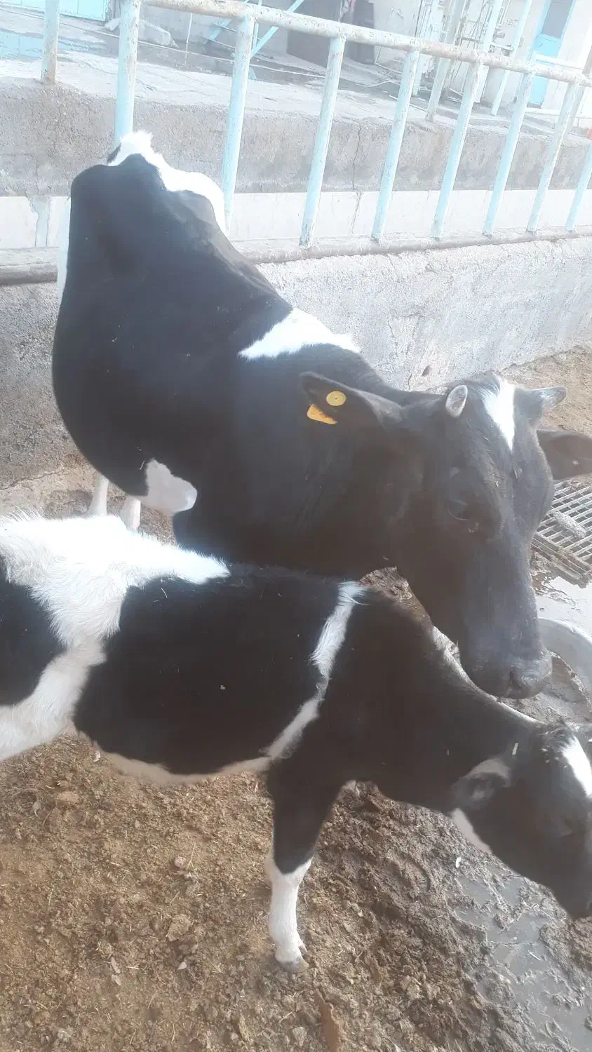 فروش گاو|حیوانات مزرعه|مسجد سلیمان, |دیوار