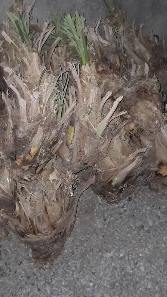 150تامضافتی بزرگ بیست سی کیلو خریدار تماس بگیره|خدمات باغبانی و درختکاری|سراوان, |دیوار