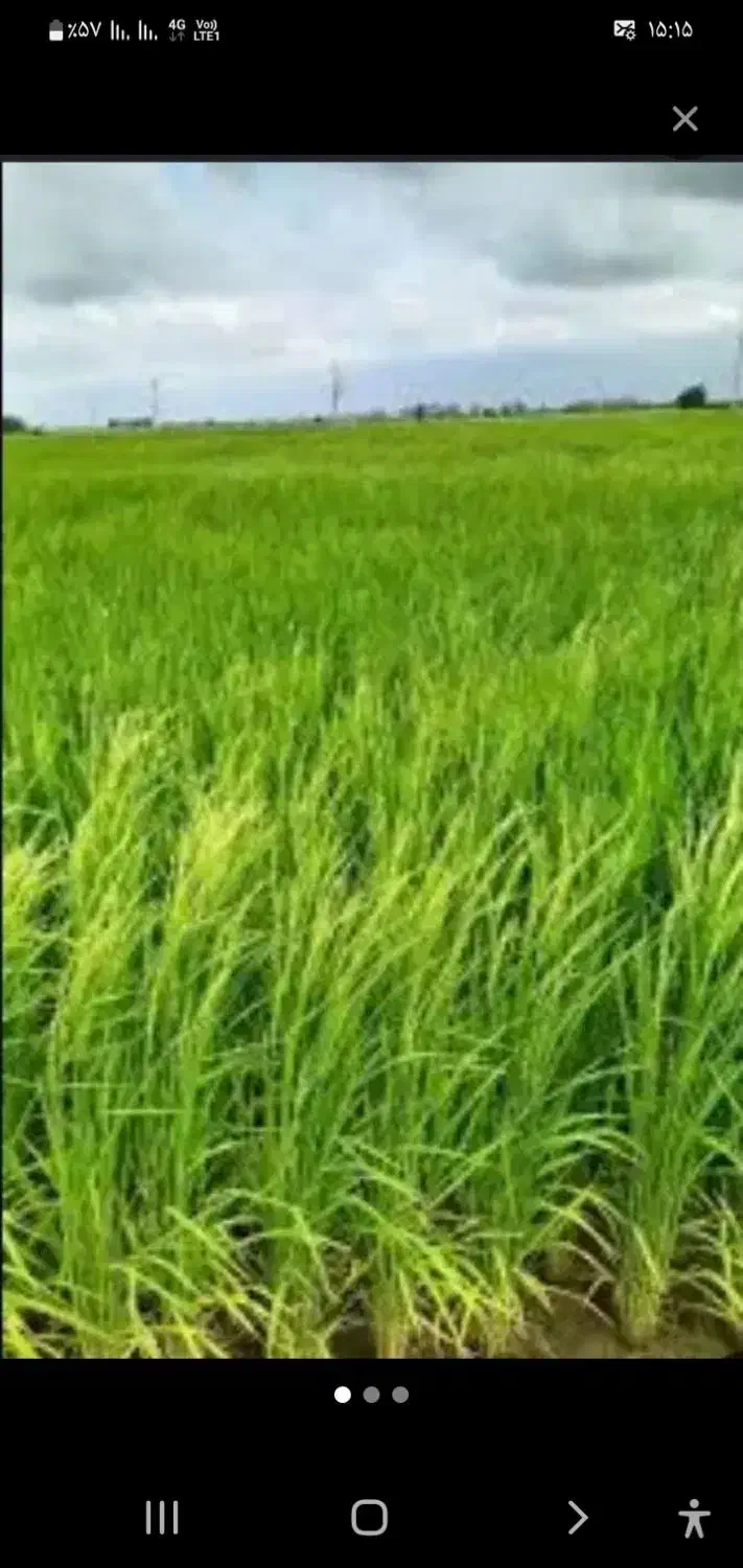 برنج درجه یک هاشمی خالص یک دست بدونه شکسته|خوردنی و آشامیدنی|پارسآباد, |دیوار