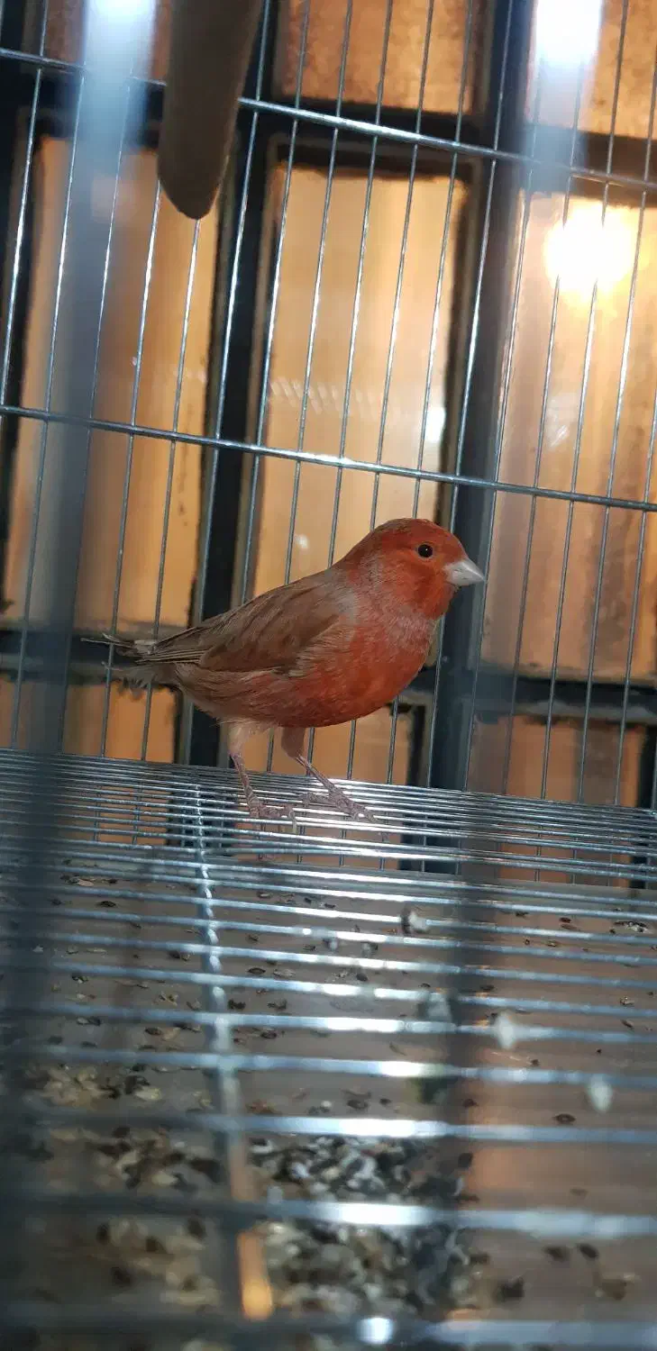 قناری|پرنده|شیراز, شریف‌آباد|دیوار