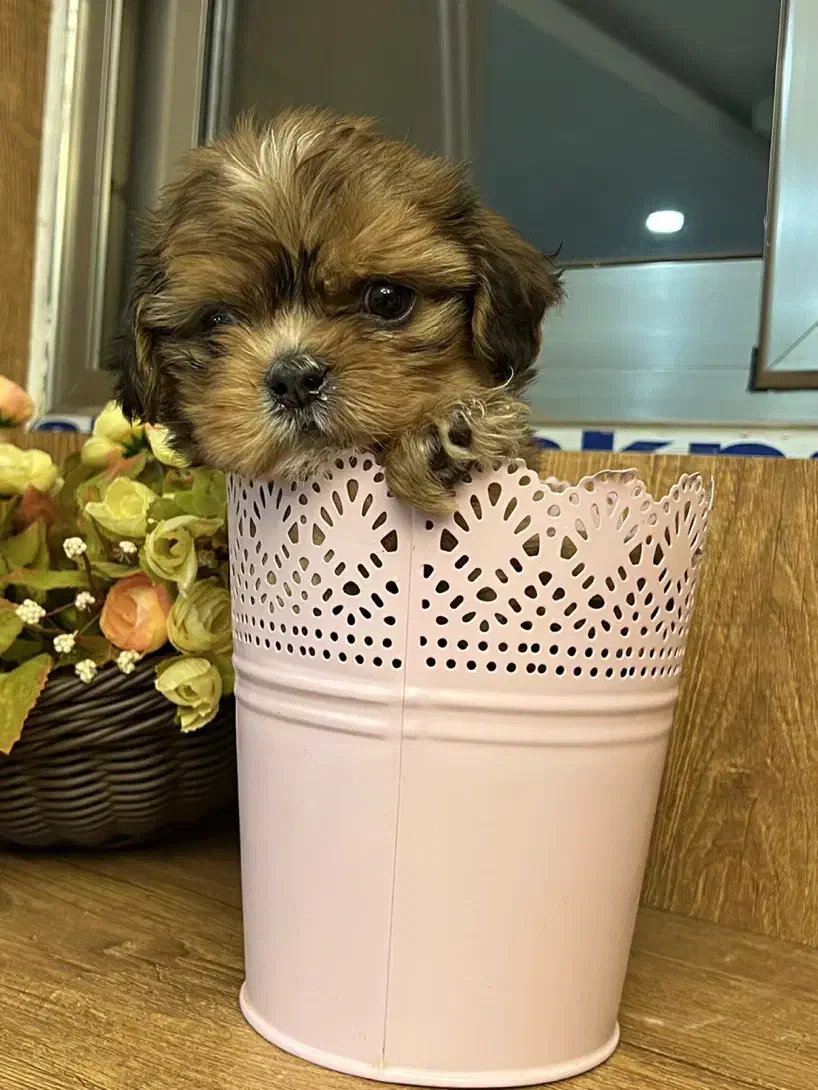 توله پاپی پامر خرسی|سگ|اصفهان, باغ کاران|دیوار