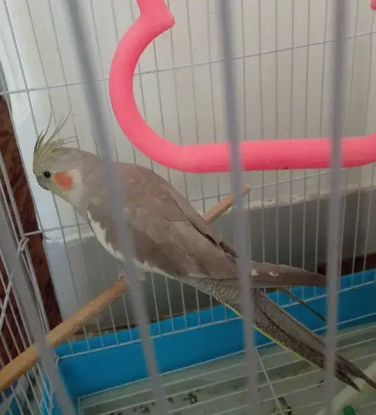 عروس هلندی ماده|پرنده|شهرضا, |دیوار