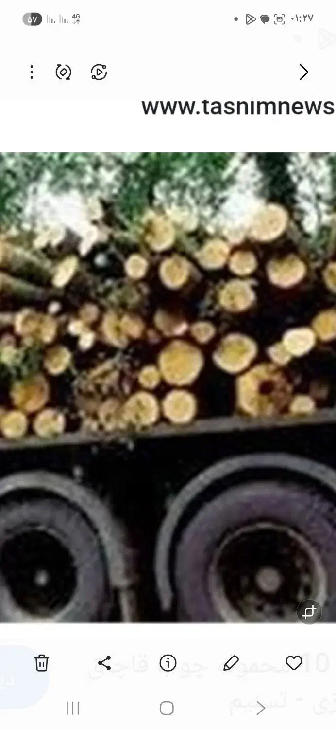 خرید چوپ صنوبر و جنگلی|خدمات باغبانی و درختکاری|لاهیجان, بازکیاگوراب|دیوار