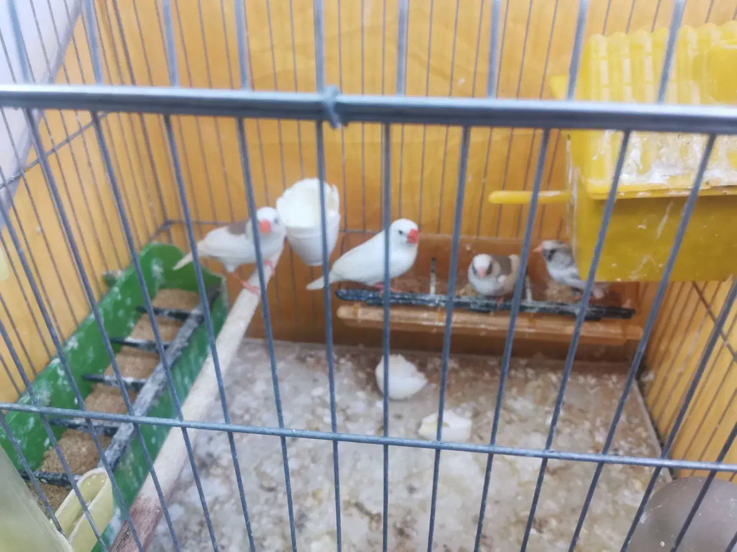 فنچ|پرنده|شیراز, فرگاز|دیوار