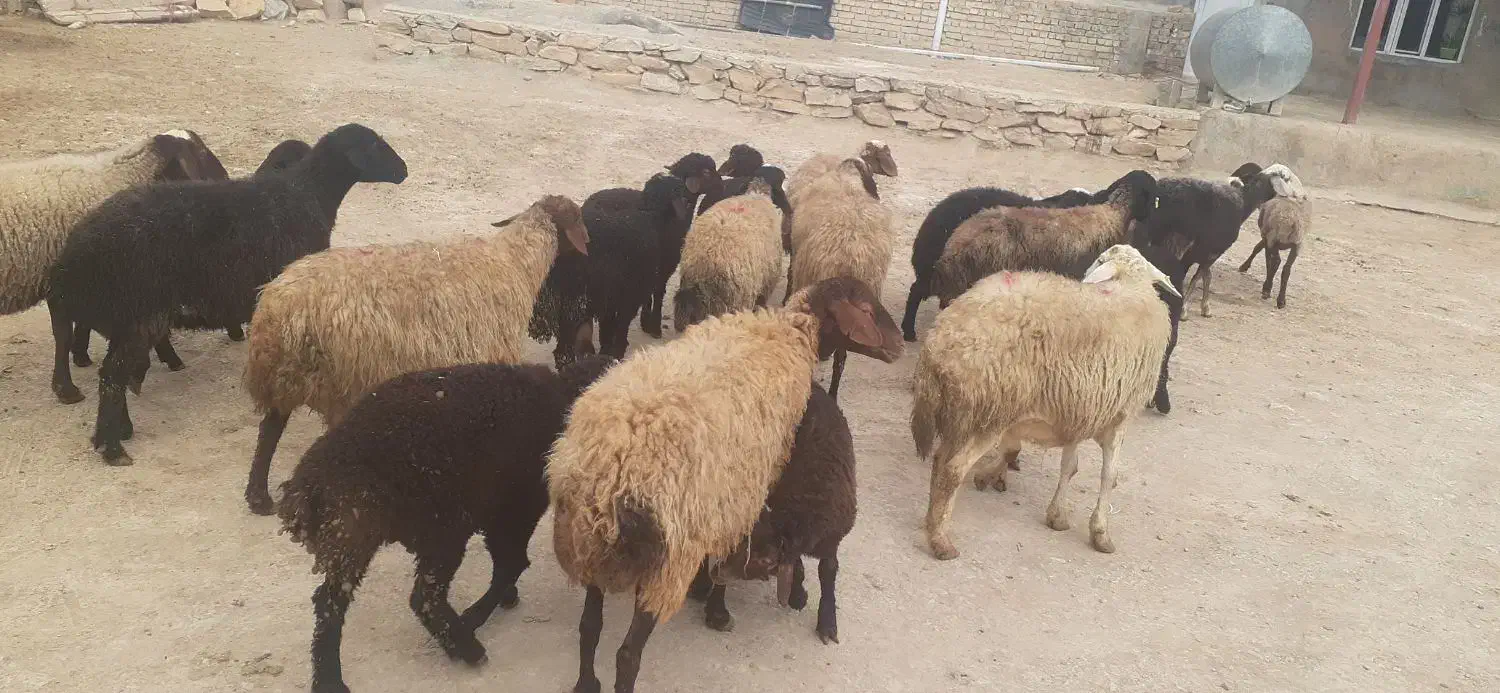 میش وبره|حیوانات مزرعه|اراک, |دیوار