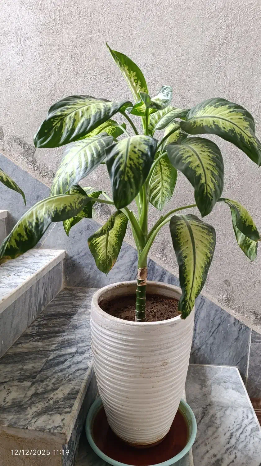 گل دیفن|گل و گیاه طبیعی|ایوان, |دیوار