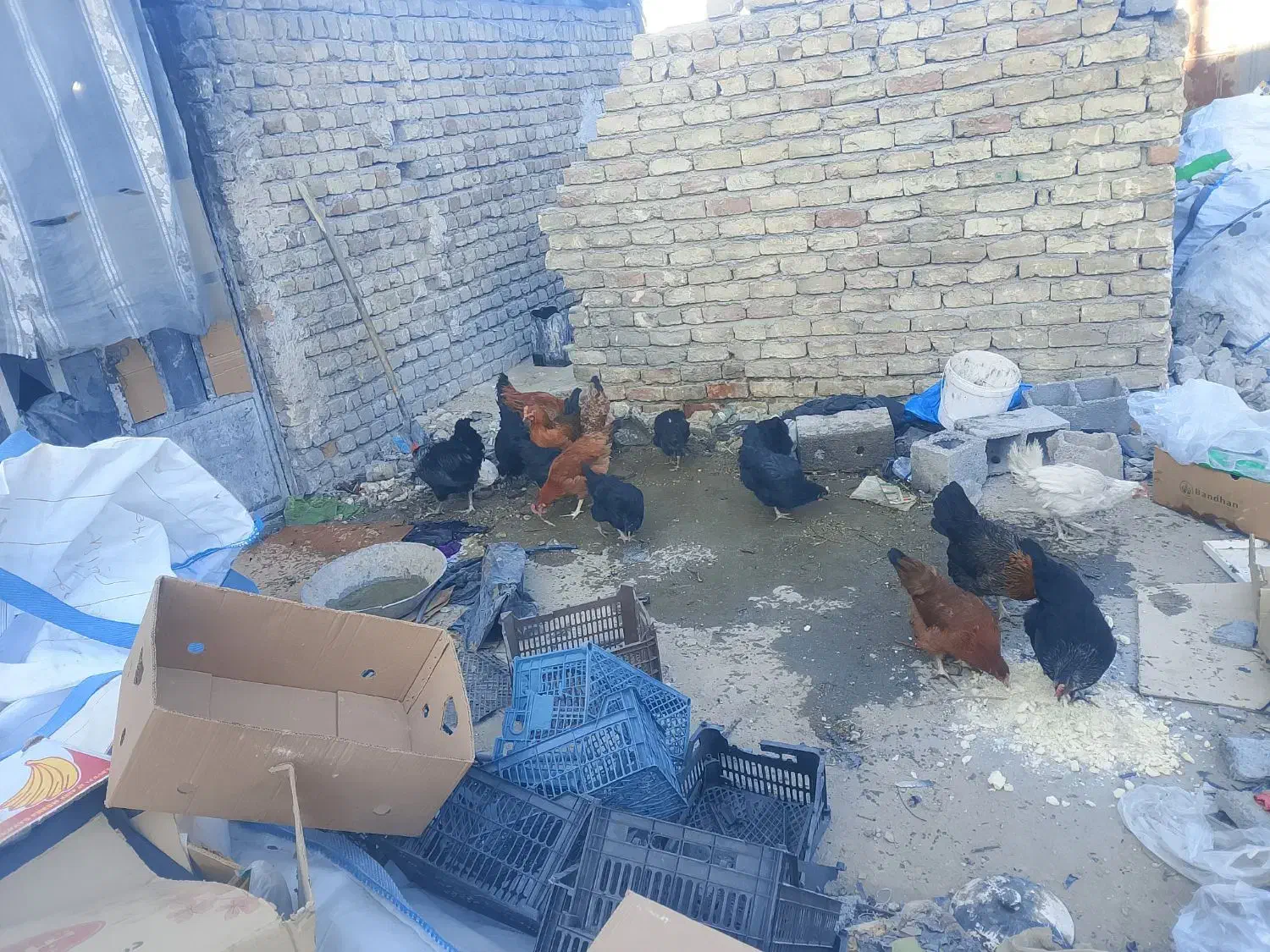 مرغ سیاه برای خون کردن|حیوانات مزرعه|چناران, |دیوار