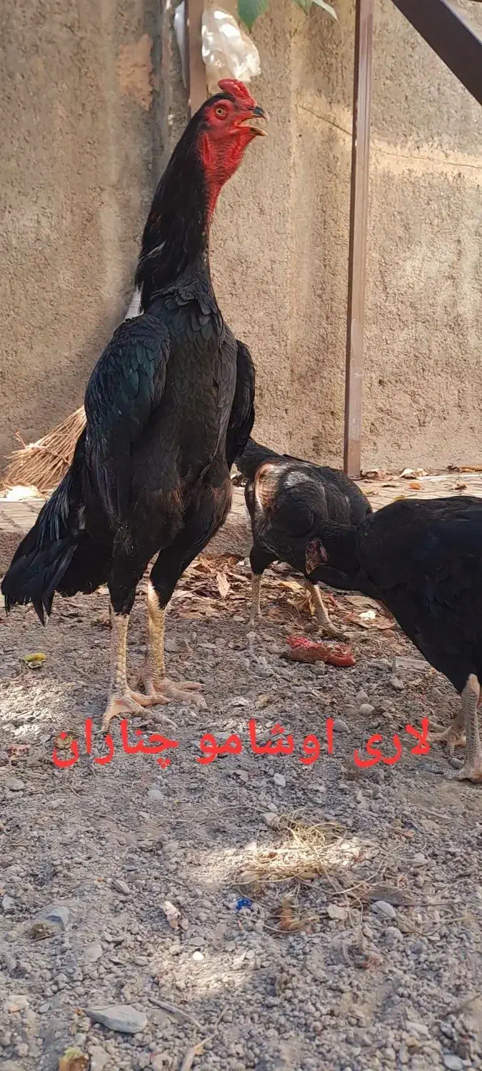 تخم مرغ نطفه دار  خروس اشامو و مرغ لاری|حیوانات مزرعه|چناران, |دیوار