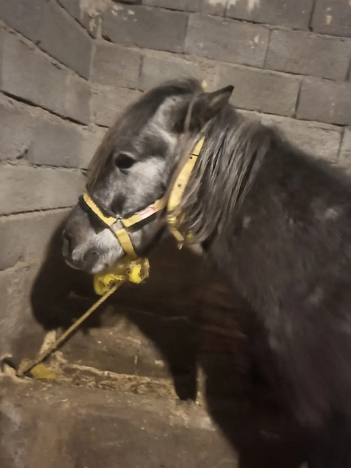 اسب قدم نریان|اسب و تجهیزات اسب‌سواری|میانه, |دیوار