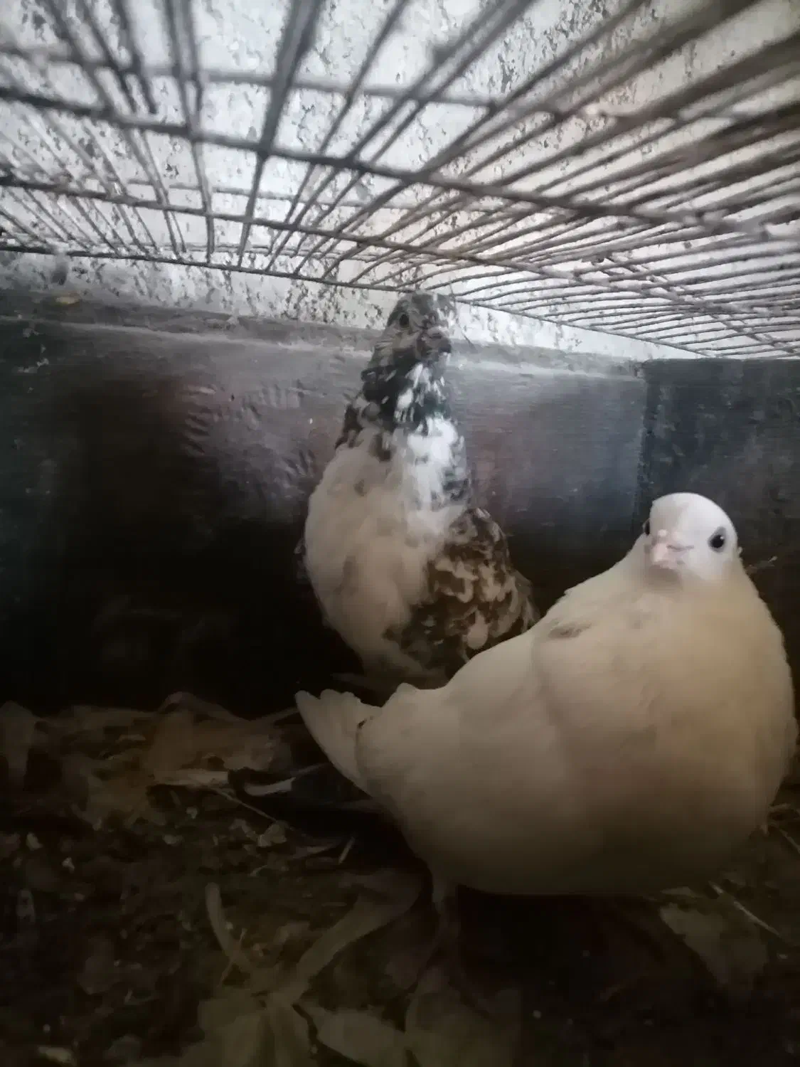 تعداد مرغ و خروس، کبوتر به فروش میرسد|حیوانات مزرعه|بندر گز, |دیوار