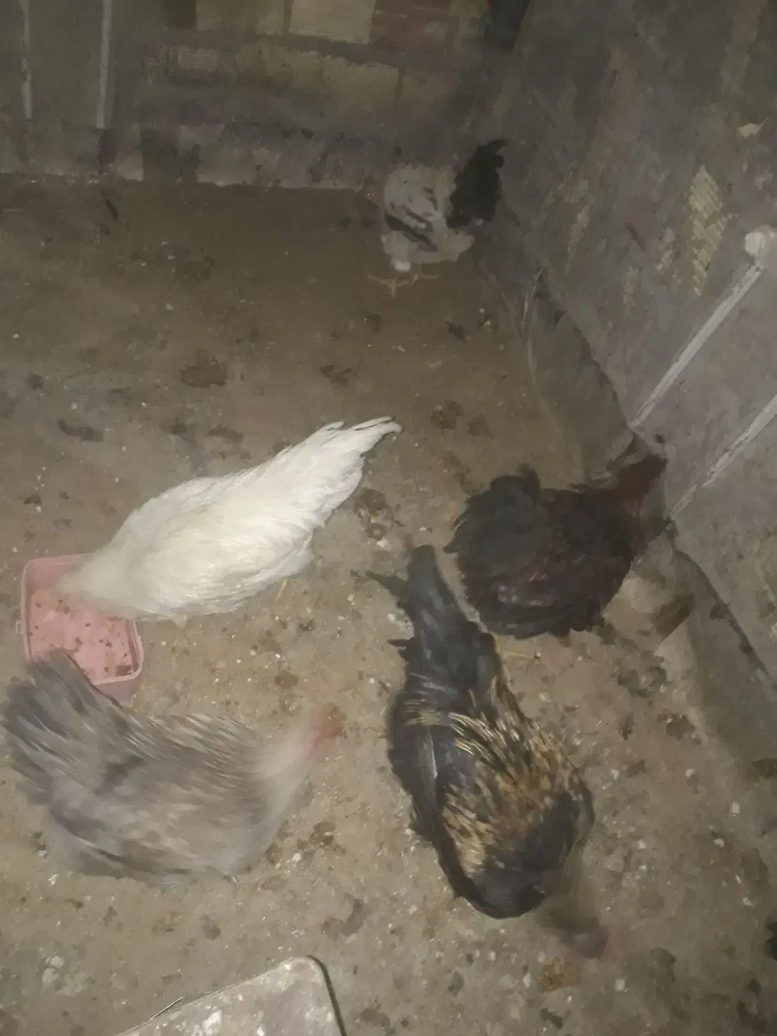 مرغ و خروس|حیوانات مزرعه|بیرجند, |دیوار