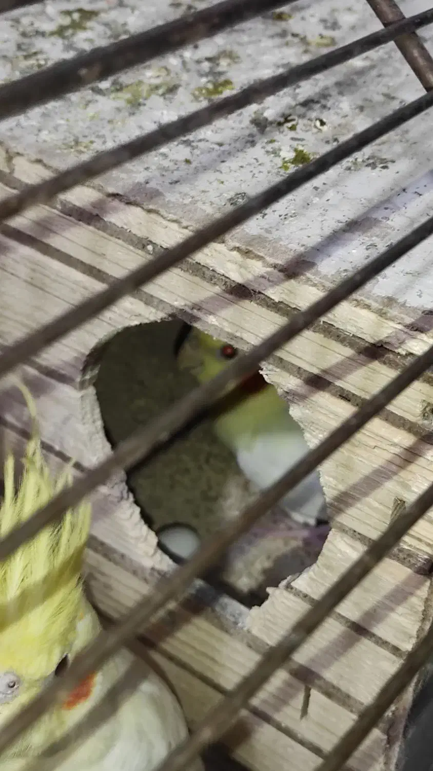 4عدد عروس هلندی|پرنده|فاضل آباد, |دیوار