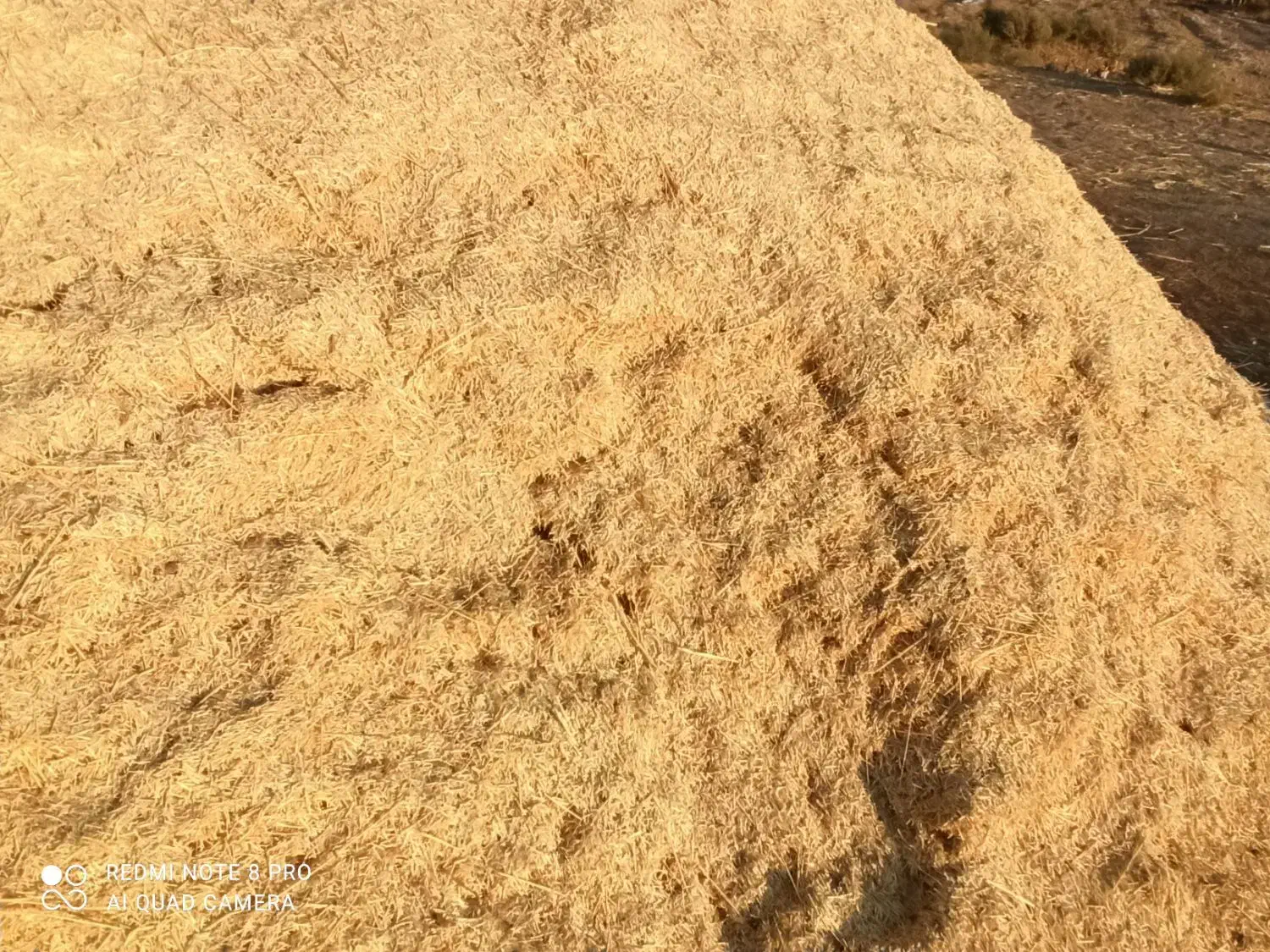 کاه.گندم.دیم|لوازم جانبی حیوانات|سریش آباد, |دیوار