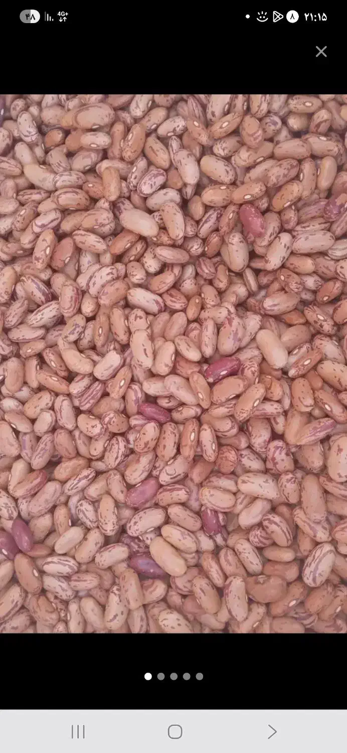 فروش لوبیا چیتی|عمدهفروشی|خورموج, |دیوار