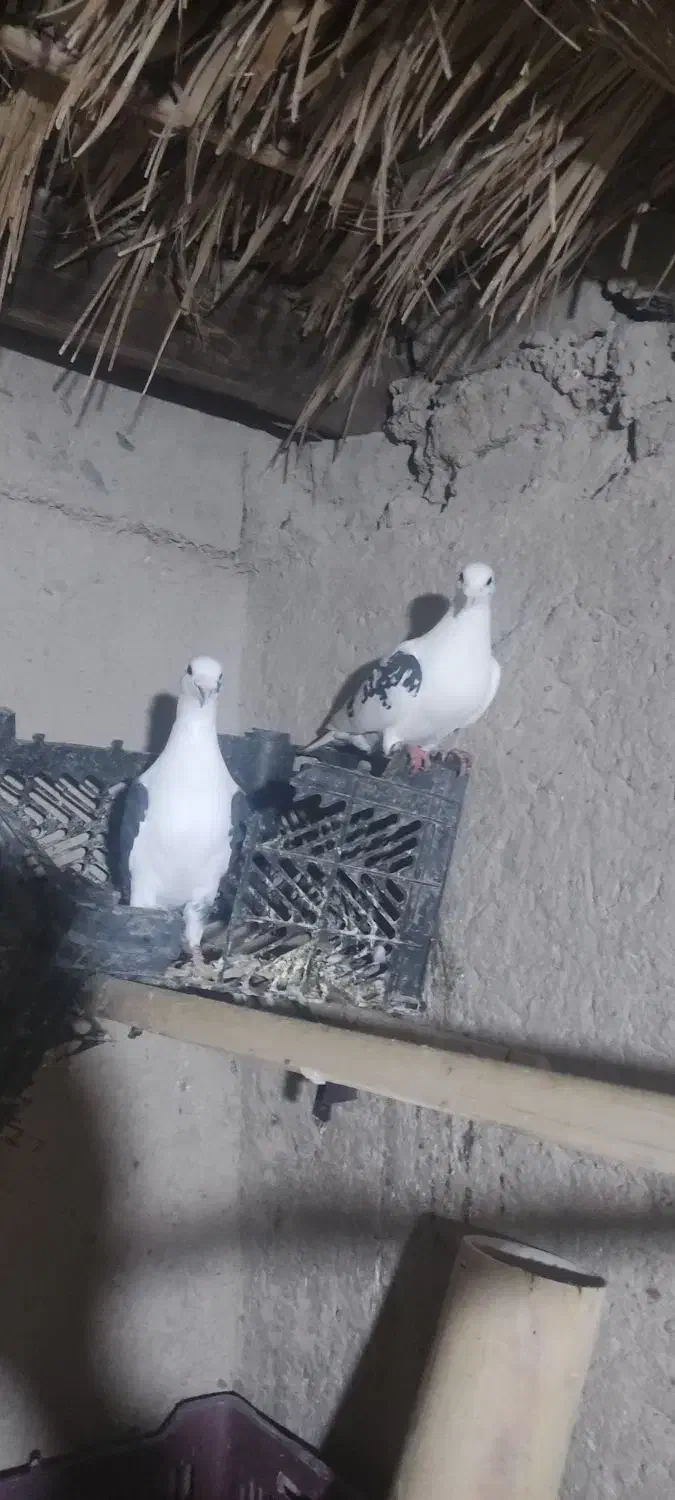 دوکت|پرنده|سراوان, |دیوار