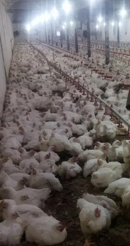 مرغداری|فروش دفتر صنعتی، کشاورزی، تجاری|ملکآباد, |دیوار