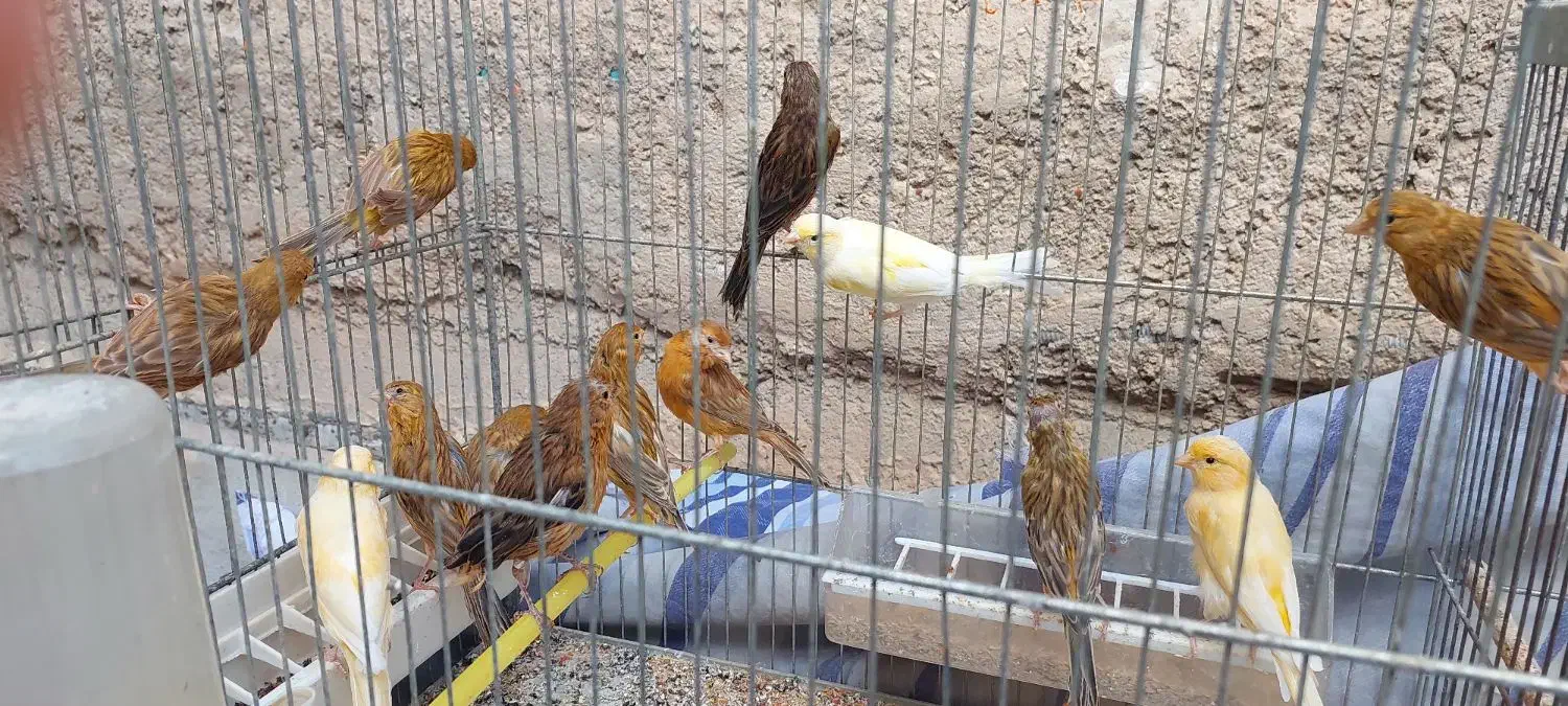 قناری|پرنده|شیراز, جانبازان|دیوار