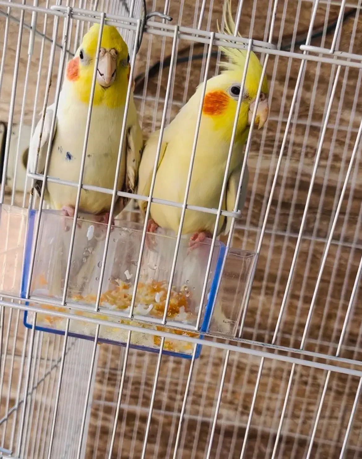 طوطی عروس هلندی|پرنده|بندر ماهشهر, |دیوار