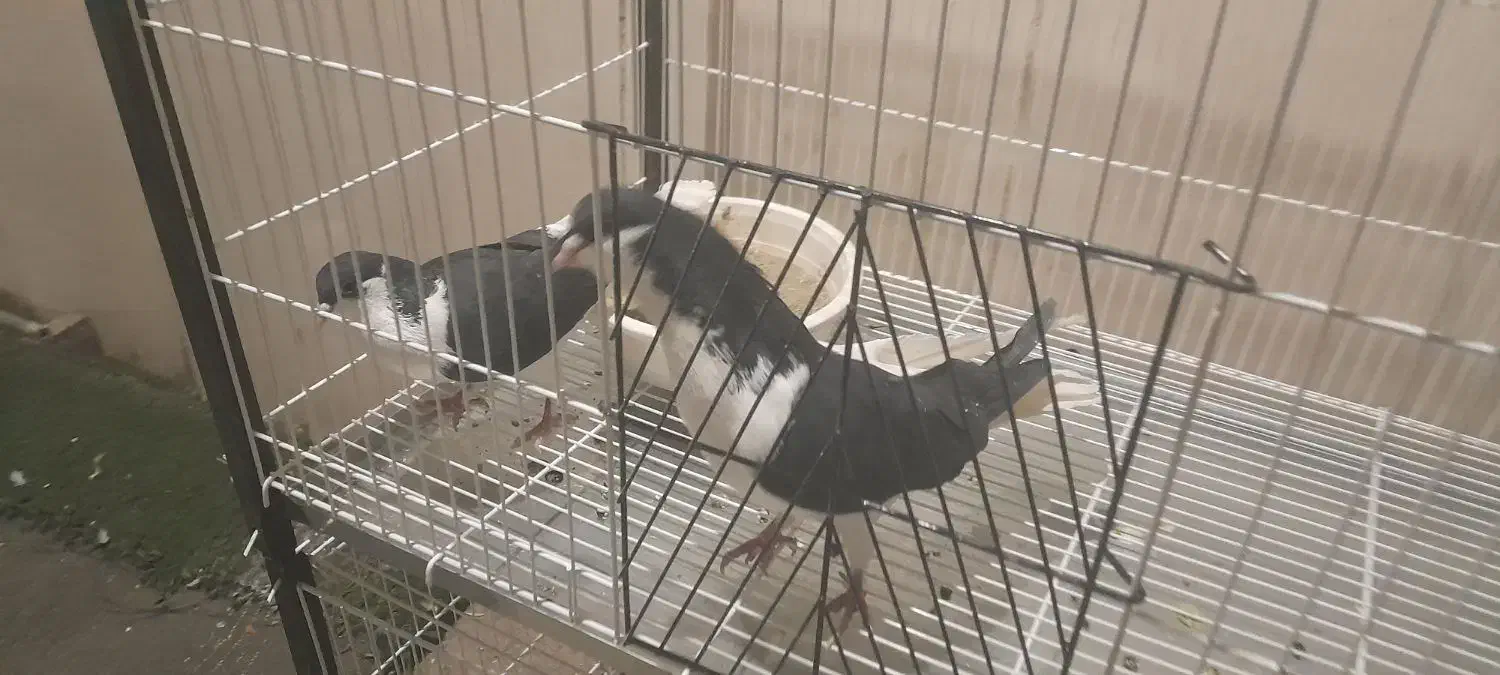 کفتر چپ و سینه ای|پرنده|تهران, شهرک استقلال|دیوار