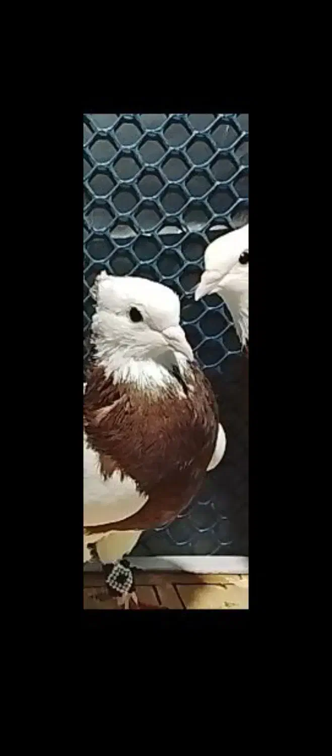 فروش فوری طوقی|پرنده|مینودشت, |دیوار