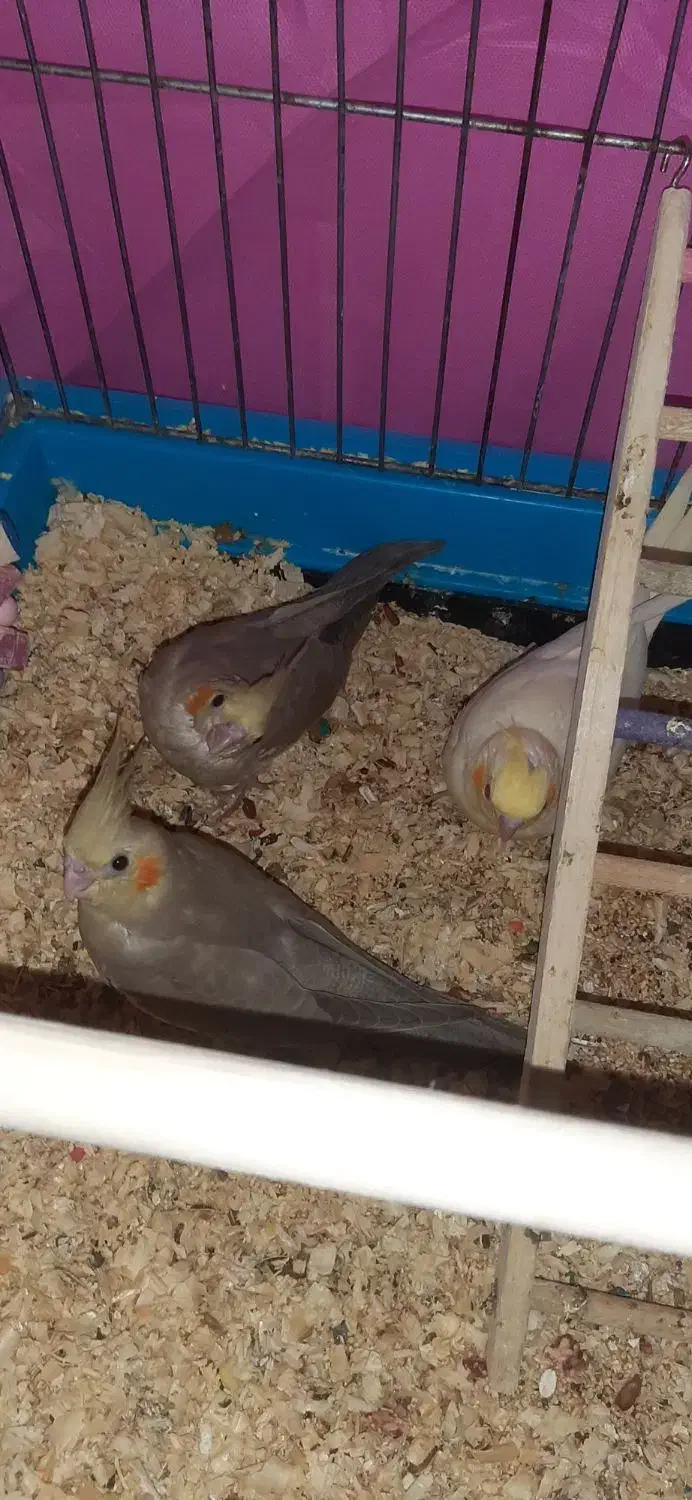 جوجه عروس هلندی رام ودستی|پرنده|کرج, شهرک بنفشه|دیوار