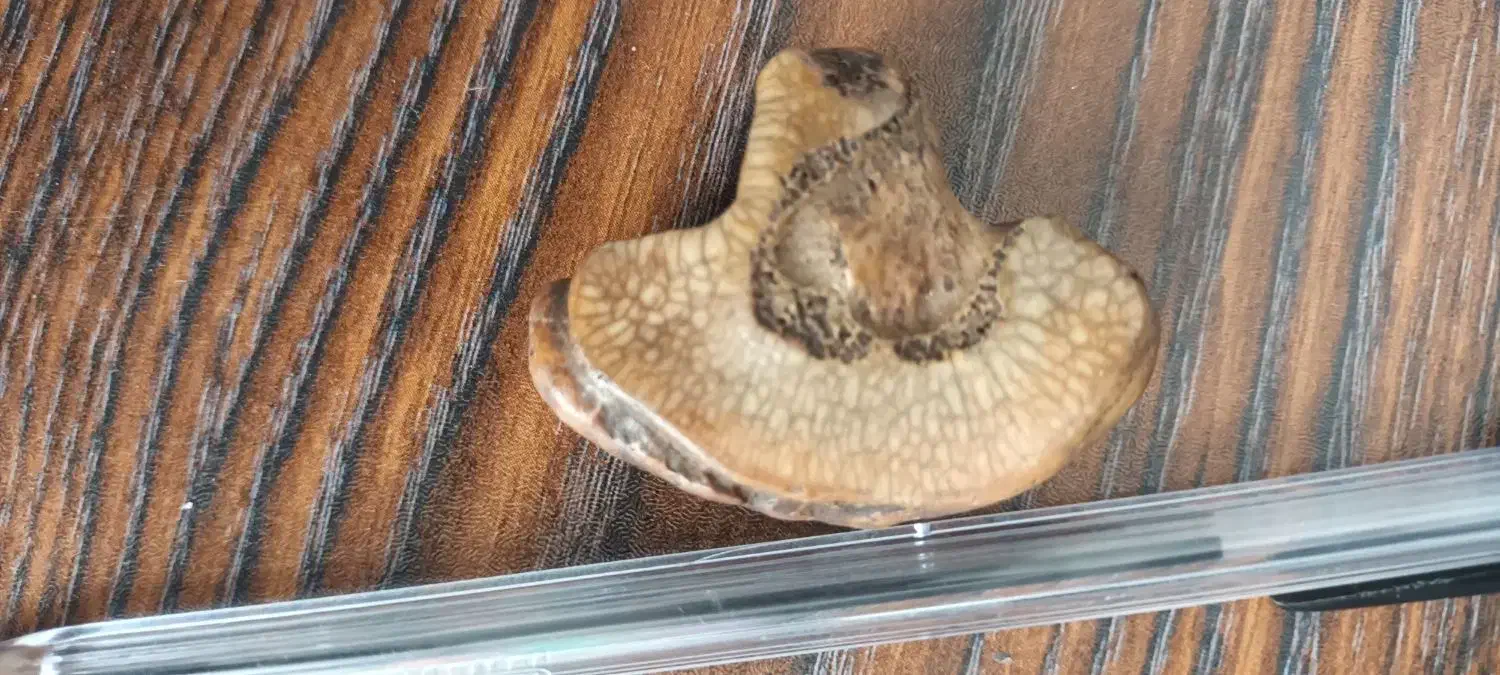 مهره قدیمی|جواهرات|اردبیل, |دیوار